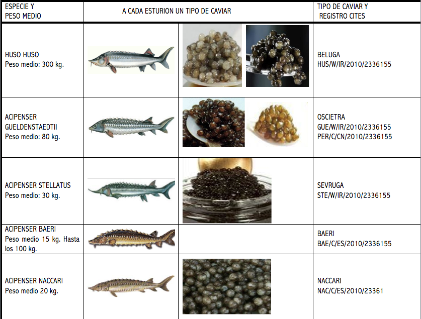 Tabla de tipos de esturión y sus caviares